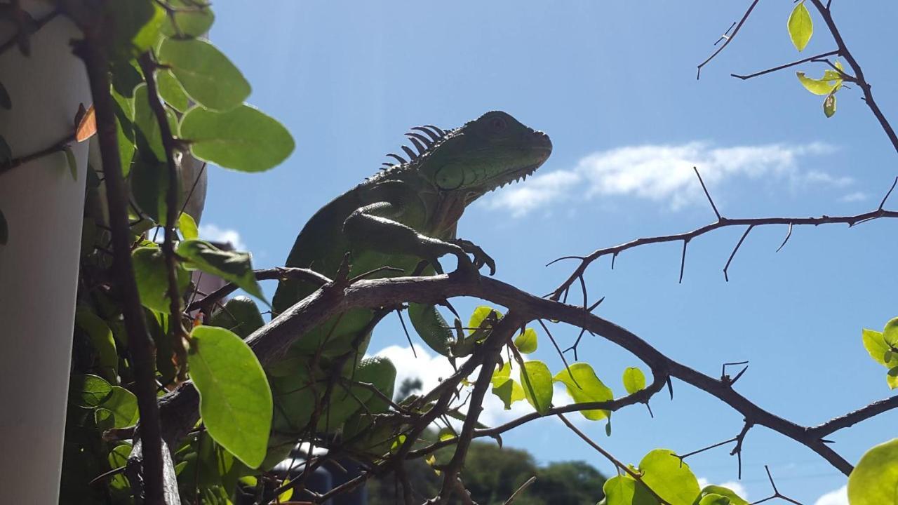 Casa Romano Hostel San Juan del Sur Zewnętrze zdjęcie